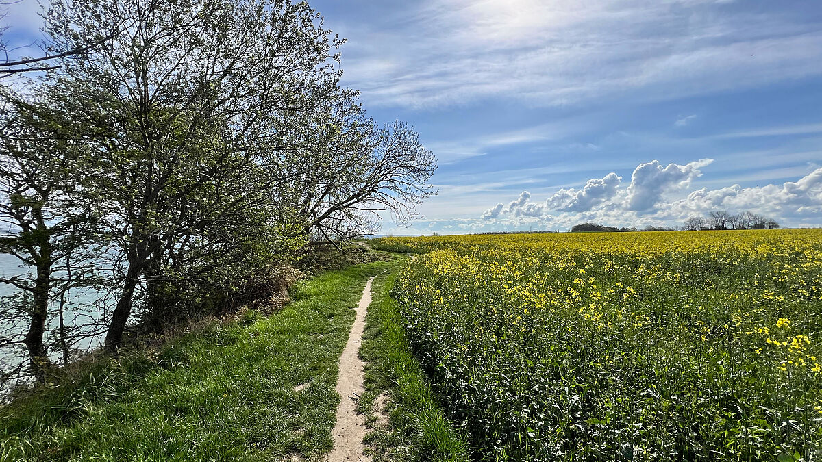 Weg an der Steilküste in Schwedeneck.