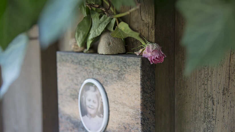 Eine rosa Rose liegt auf einer Gedenktafel.