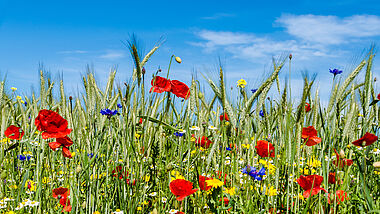 Blaue Kornblumen und rote Mohnblumen blühen leuchtend am Rande eines Getreidefelds..