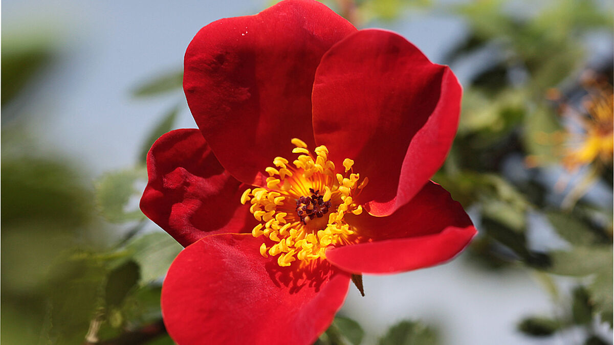 Blühende Rose (Symbolfoto)