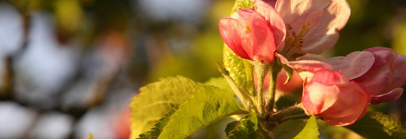 Apfelblüten