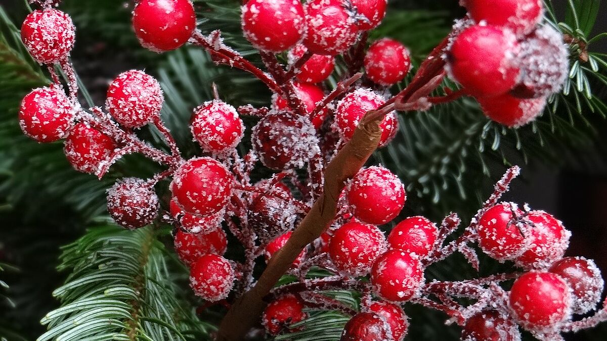 Es mag ungewöhnlich klingen, aber St. Moment lädt zu einem weihnachtlichen Treffen auf dem Ohlsdorfer Friedhof ein. Der Idee: Niemand soll allein sein. 