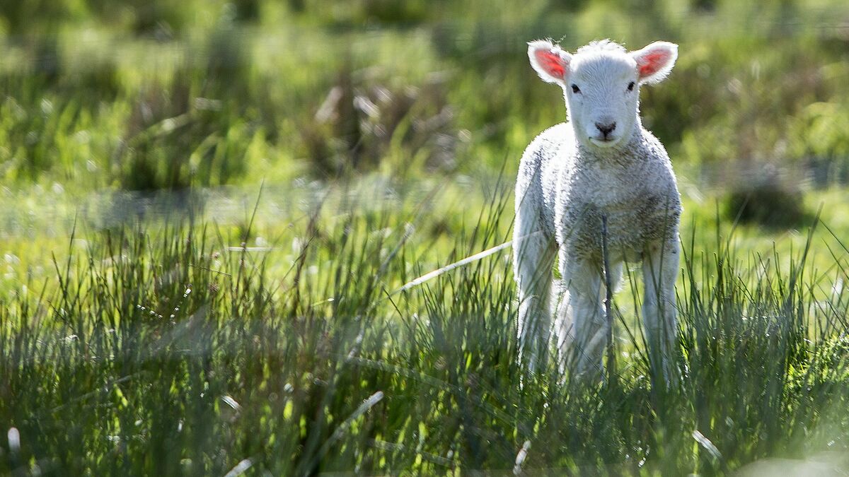 Die Kinderkirche Lübeck steht diesmal unter dem Motto "Der Herr ist mein Hirte". Dabei wird kinngerecht vermittelt, was es mit Psalm 23 auf sich hat. 