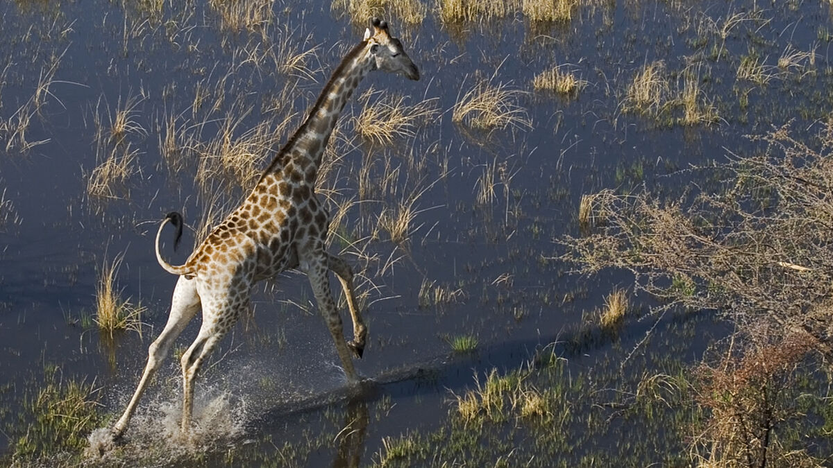 "Botswana" ist das Thema einer Ausstellung im Dezember