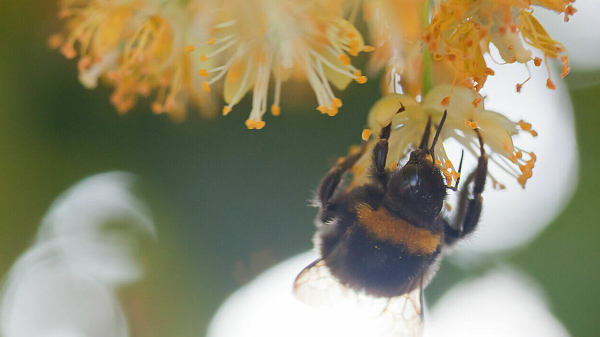 Die Lindenblüten werden gerne von Hummeln angeflogen.