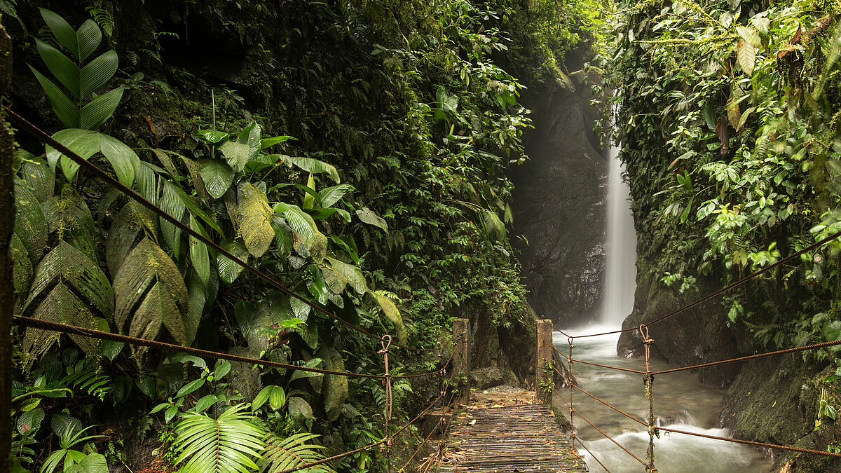 Ecuador hat eine sehr artenreiche Flora und Fauna. Doch durch den menschgemachten Klimawandel schwindet der Lebensraum vieler Tiere und Pflanzen dramatisch. 