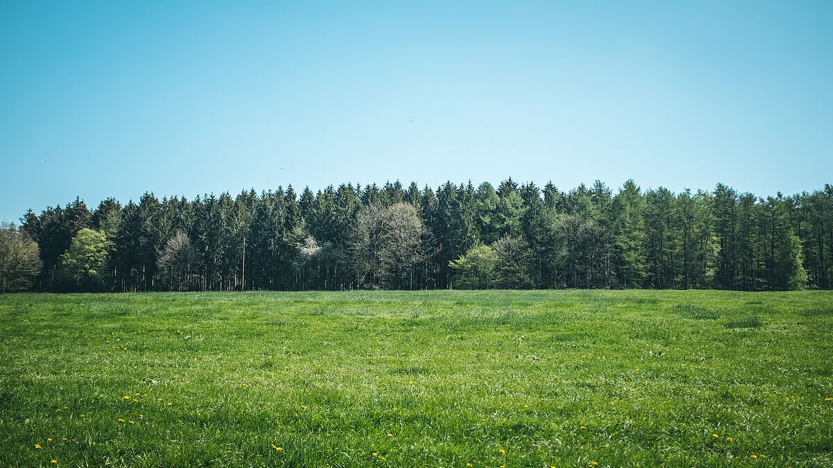 Gesucht wird eine Fläche, auf der 148 000 Bäume gepflanzt werden können: Ein Baum pro Kirchenmitglied in Mecklenburg.