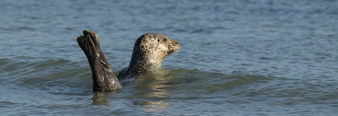 Eine Robbe schwimmt im Wasser der Nordsee