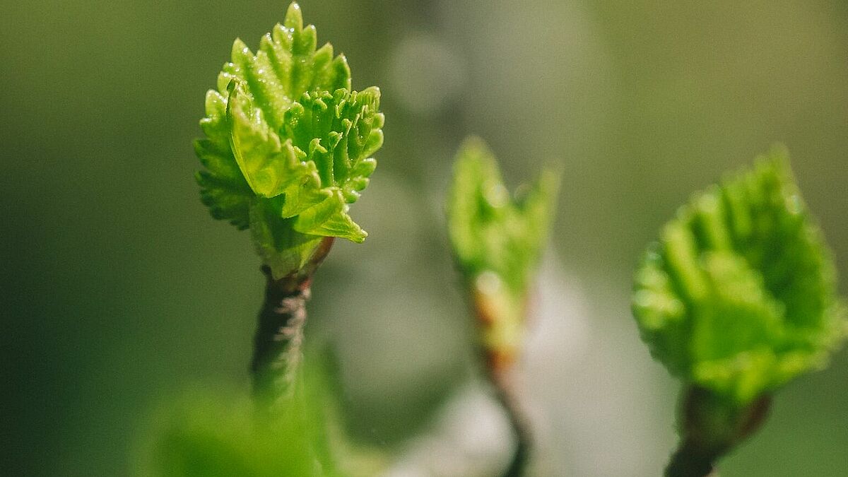 Wie kann das Klima besser geschützt werden? Ein Klimaschutzplan des Kirchenkreises und Thesen zum Zukunftsprozess der Nordkirche sind Schwerpunkte der Frühjahrssynode.