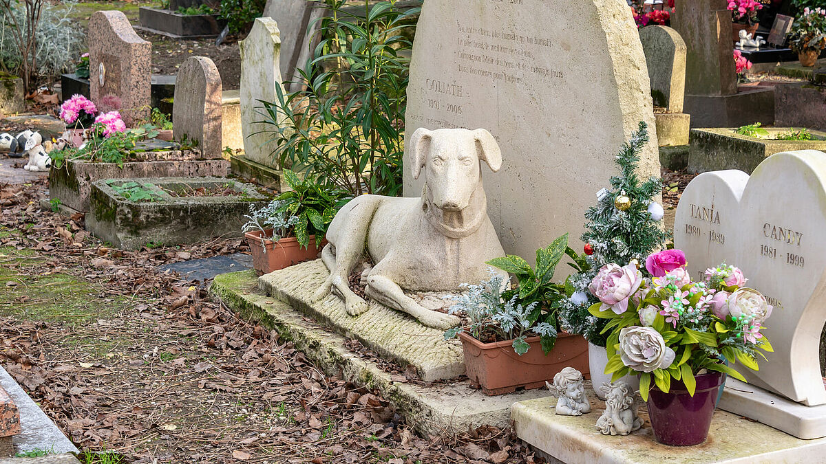 Der Haustierfriedhof von Paris in Asniéres-sur-Seine ist der wohl älteste Tierfriedhof der Welt. Bei uns gibt es sie eher selten. Eine Ausnahme bildet der Tierfriedhof im holsteinischen Niederkleveez (Kreis Plön). 