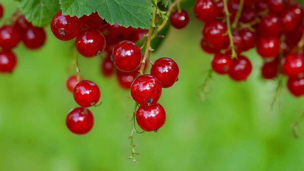 Am 24. Juni ist Johannestag. Er erinnert an die Geburt von Johannes dem Täufer. Dieser bedeutende Heilige gab Kräutern und Früchten, die Unheil vertreiben und Glück bringen sollten, seinen Namen, auch den Johannisbeeren. 