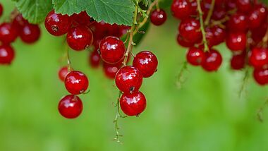 Rote Johannisbeeren am Strauch