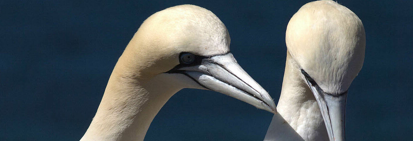 Zwei Basstölpel schnäbeln auf Helgoland im Sonnenschein.