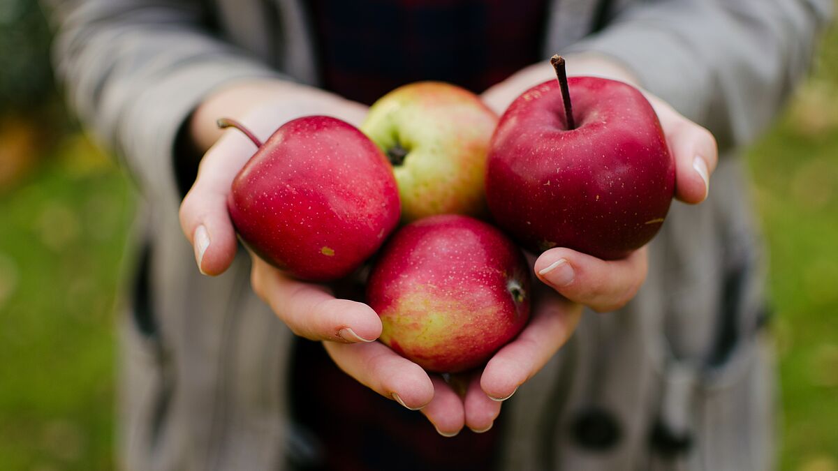 Die Tafeln in Mecklenburg-Vorpommern freuen sich auch über Obst- und Gemüsespenden aus den heimischen Gärten.