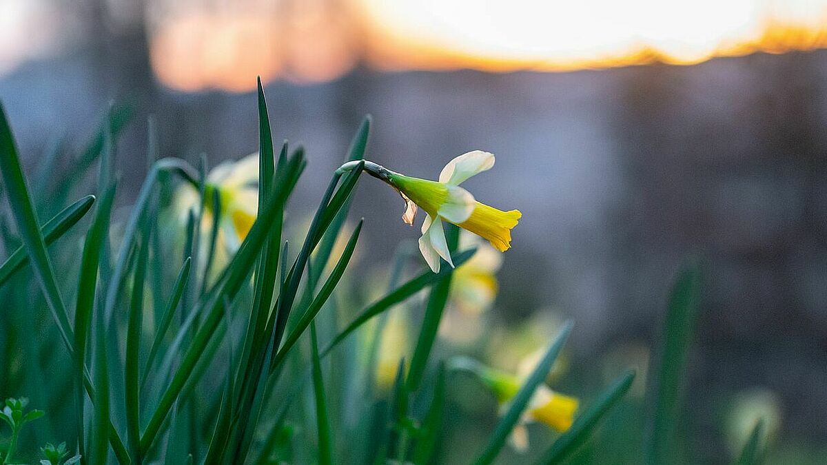 Ostern feiern wir die Auferstehung Jesu und den Sieg des Lebens über den Tod. Das Böse, so die christliche Botschaft, kann durch Liebe überwunden werden. 