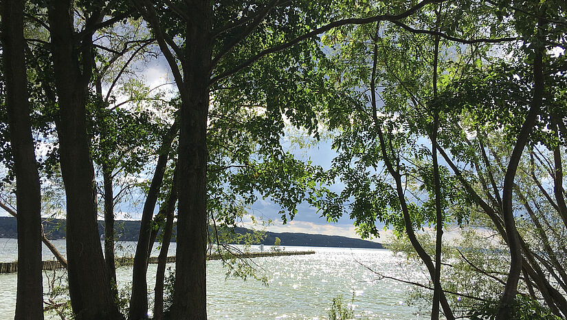 Blick durch belaubte Bäume auf einen See.