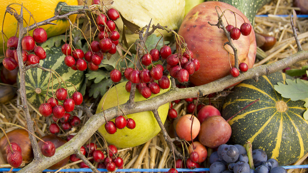 Mit dem Erntedankfest wird daran erinnert, dass unsere Lebensgrundlage von der Natur abhängt und wir diese schützen müssen. Im Mittelpunkt steht diesmal die Kirchengemeinde Lütau, die in Sachen Klimaschutz für viele Gemeinden Vorbildcharakter hat. 