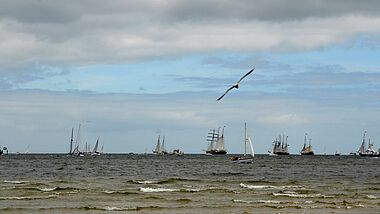 Segelschiffe sind auf der Kieler Förde unterwegs. Am Himmel fliegt eine Möwe.