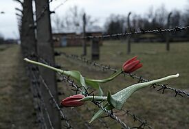 Gedenken am 9. November: Nie wieder ist jetzt! KZ-Gedenkstätte Auschwitz-Birkenau an einem Wintertag. Im Stacheldrahtzaun hängen rote Tulpen.