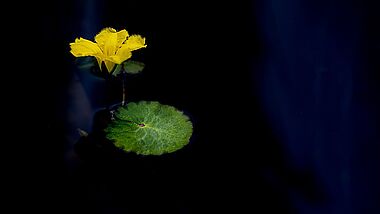 gelbe Lotusblüte auf schwarzem Grund 