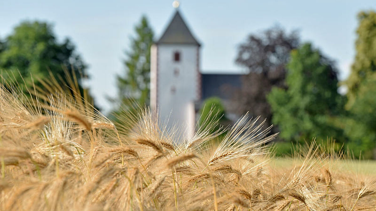 Ein Getreidefeld mit der evangelischen Kirche in Rathendorf im Landkreis Leipzig 