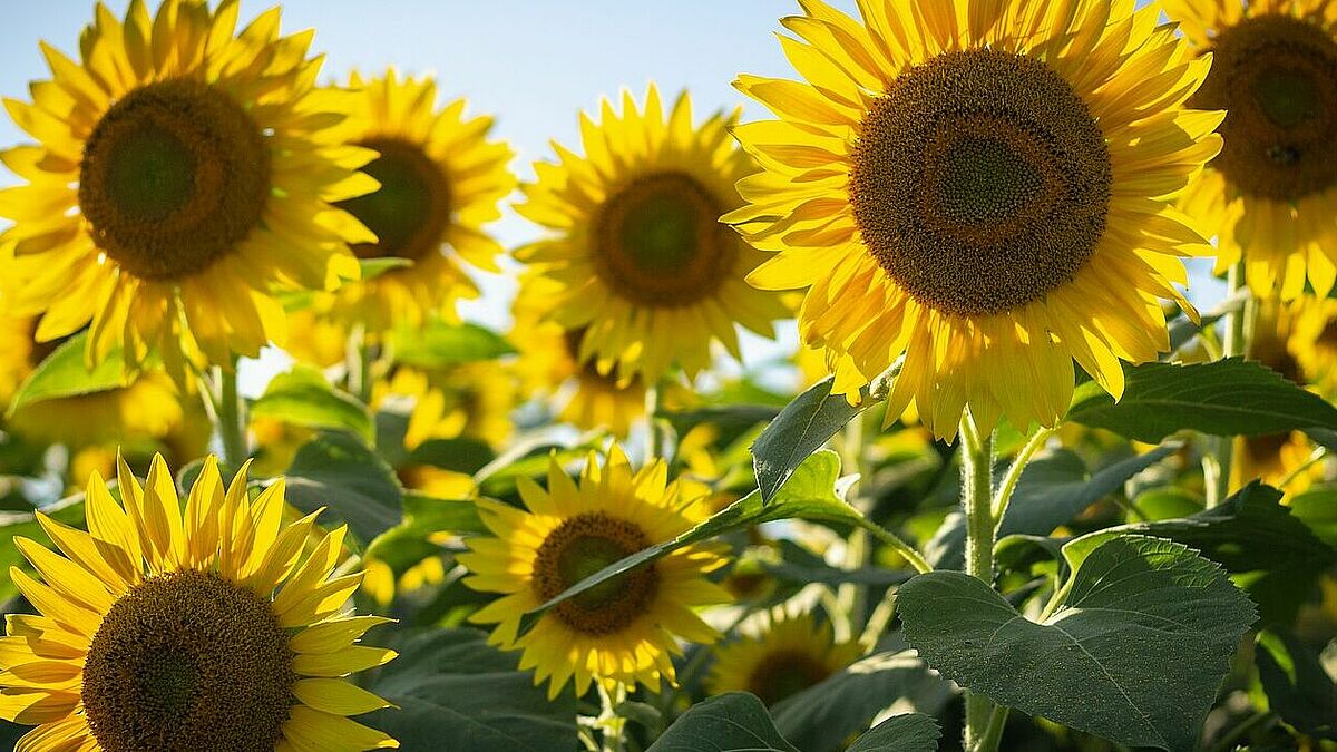 Sonnenblumen drehen ihre Köpfe zur Sonne hin.